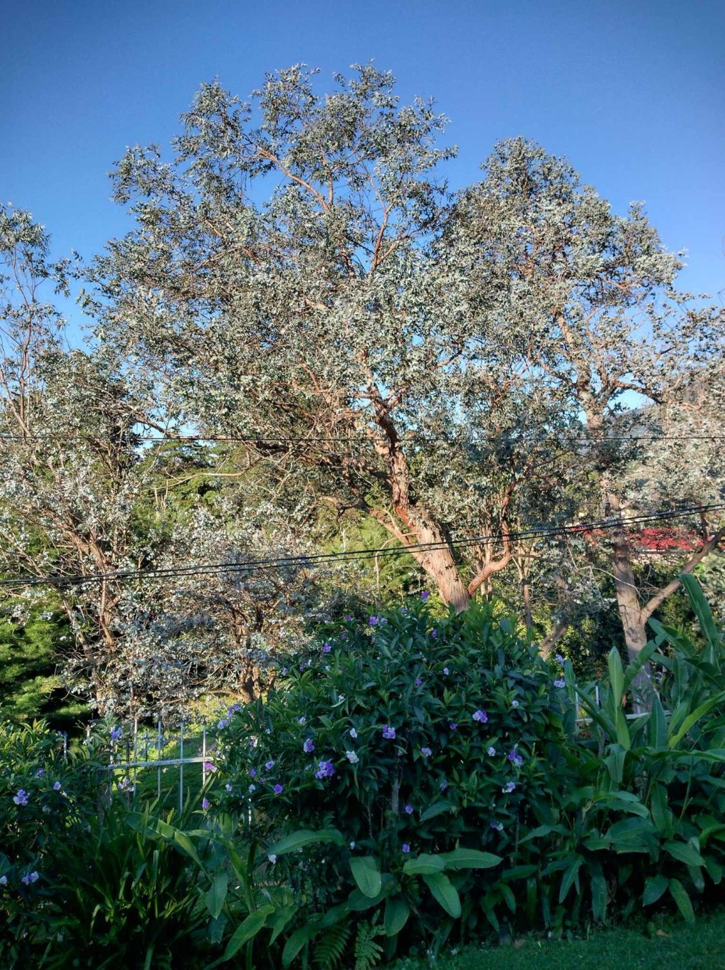 Agartha Mountain Retreat Hostel Boquete Εξωτερικό φωτογραφία